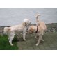 Labradoodle/Goldendoodle Welpen - Hündin