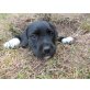 Labradoodle Mix, Labradoodle , Königspudel , Labrador mix Welpen - Rüde