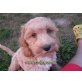 Labradoodle - Rüde