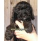 Labradoodle Welpen - Hündin