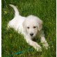 Labradoodle Welpen - Hündin