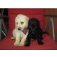Labradoodle Welpen - Hündin