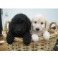 Labradoodle Welpen - Hündin