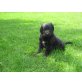Labradoodle Welpen - Hündin