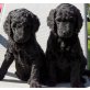 Labradoodle Welpen - Rüde