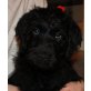 Labradoodle Welpen - Rüde