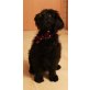Labradoodle Welpen - Rüde