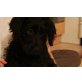 Labradoodle Welpen - Rüde