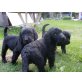 Labradoodle Welpen - Rüde