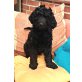 Labradoodle Welpen - Rüde