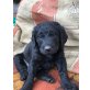 Labradoodle Welpen - Rüde