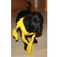 Labradoodle-Welpen! Welpen - Rüde