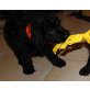 Labradoodle-Welpen! Welpen - Rüde