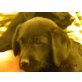 Labradoodle, labrador-königspudel Welpen - Hündin