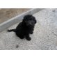 Labradoodle vom Visselsee F1b Züchtung Welpen - Rüde