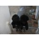 Labradoodle welpen schwarz F1b mit Papiere - Rüde
