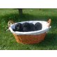 Labradoodlewelpen F1b Welpen - Rüde