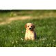 Labrador - Aussie Mischlingswelpen Welpen - Rüde