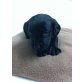 Labrador/Bayrischer Gebirgsschweisshund Welpen - Rüde