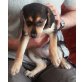 Labrador,Beagle,Jack Russel Welpen - Hündin