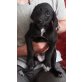 Labrador,Beagle,Jack Russel Welpen - Rüde