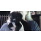 Labrador-Berner Sennen Mix Welpen - Rüde