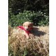 Labrador-Berner Sennenhund Welpen - Hündin