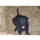 Labrador-Bernersennenmischlings Welpen - Hündin