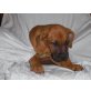 Labrador-Bordeauxdogge - Hündin