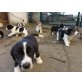 Labrador+Border Collie+Beagle+Collie Welpen - Rüde