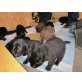 Labrador-BorderCollie Mix Welpen - Rüde