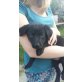 Labrador-Bordercollie-Schäferhund Welpen - Hündin