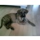 Labrador-Boxermischling Welpen - Rüde