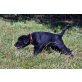 Labrador/Bracke - Hündin