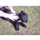 Labrador -Briard Welpen - Rüde