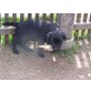 Labrador/ Colie kurzhaar - Rüde