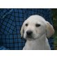 Labrador/Flatcoatedretreiver Welpen - Rüde