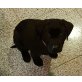 Labrador-Golden Retriever Mischlingswelpen  Welpen - Hündin