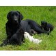 Labrador-Golden Retriever Mischlingswelpen  Welpen - Rüde