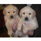 Labrador-Golden Retriever Welpen - Hündin