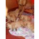 Labrador/Golden Retriever Welpen - Hündin