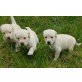 Labrador Golden Retriever Welpen - Hündin