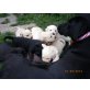 Labrador  Golden Retriever Welpen - Rüde