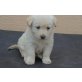 Labrador / Golden Retriever Welpen - Rüde