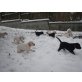 Labrador Golden Retrievermix Welpen - Hündin