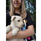 Labrador GoldenRetriver Welpen - Rüde