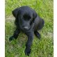 Labrador Goldenretriever - Rüde