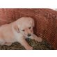 Labrador-Goldenretriver Welpen - Hündin