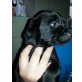 Labrador-Goldi-Colli Mischling Welpen - Rüde