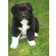 Labrador-Husky- Australian Shepherd Welpen - Hündin